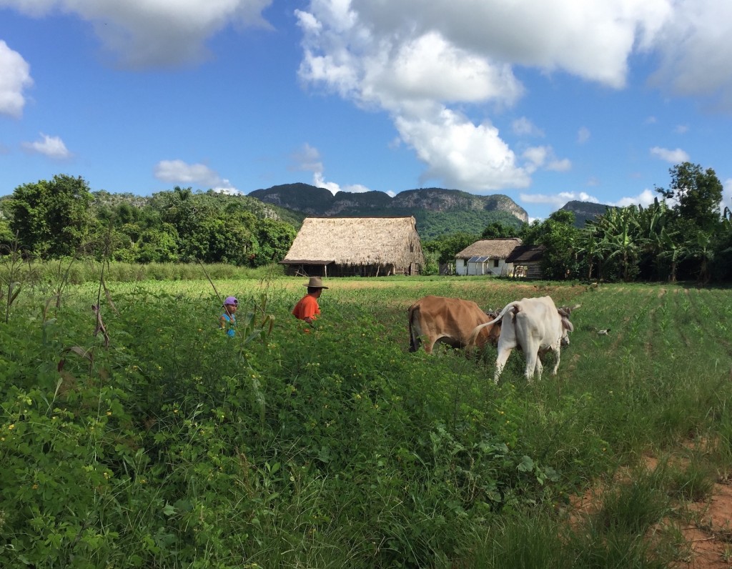 Vinales farmer and oxen plowing the field