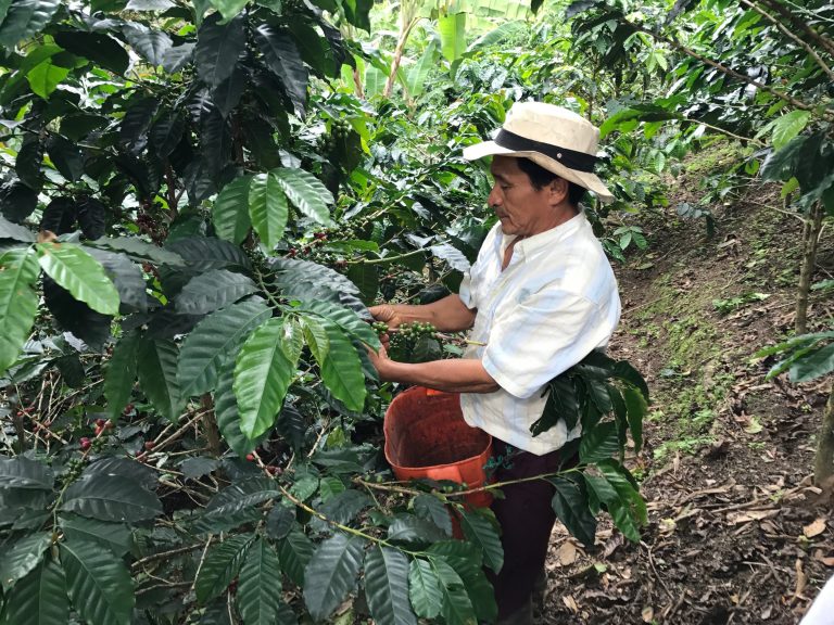 Coffee farmer in Quindio, Colombia