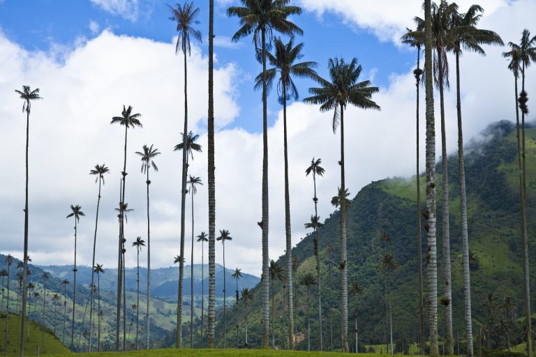 Corcora Valley wax palms