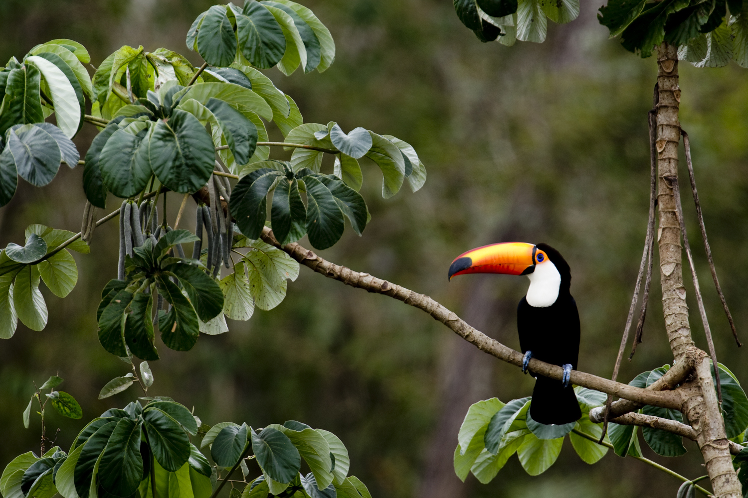 Природный и животный мир южной америки. Сельва Амазон птица. Птицы сельвы в Южной Америке. Гвианская Амазония национальный парк.