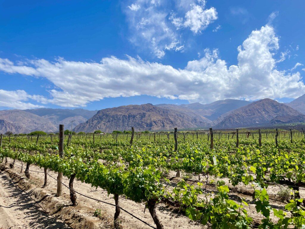 Argentina-Cafayate-Vineyard