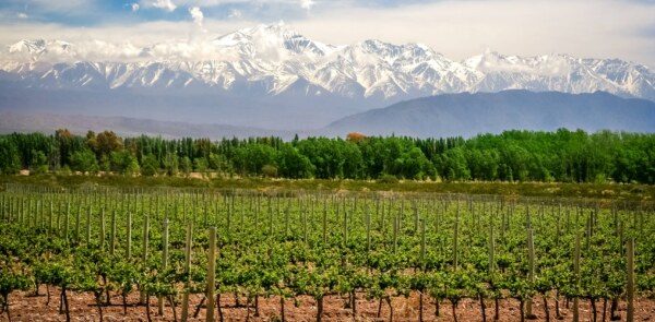Argentina Vineyards and mountains
