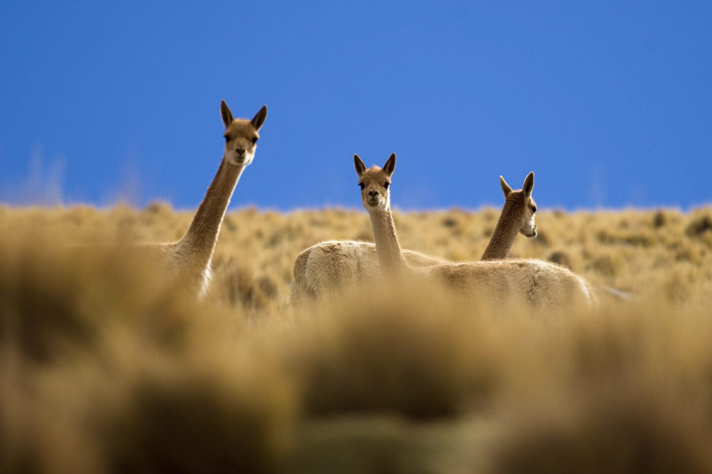 Atacama Region, Chile