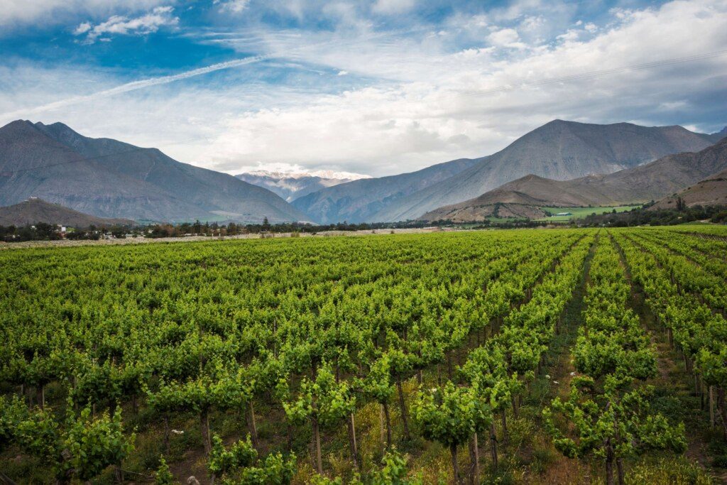 Chile Wineyard