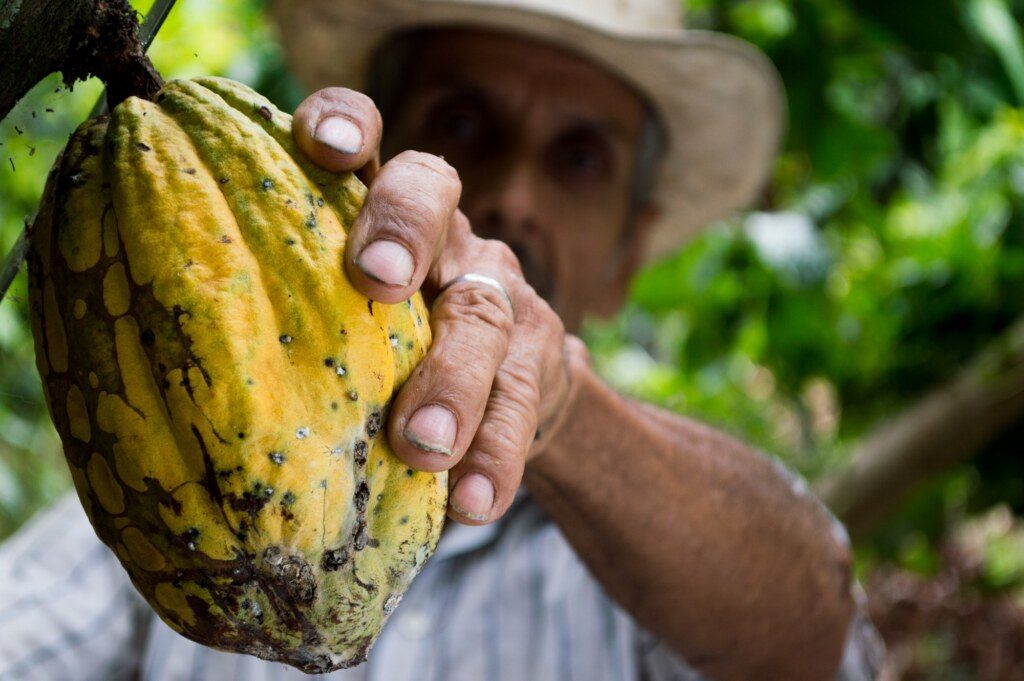 Cocoa plant with farmer Colombia