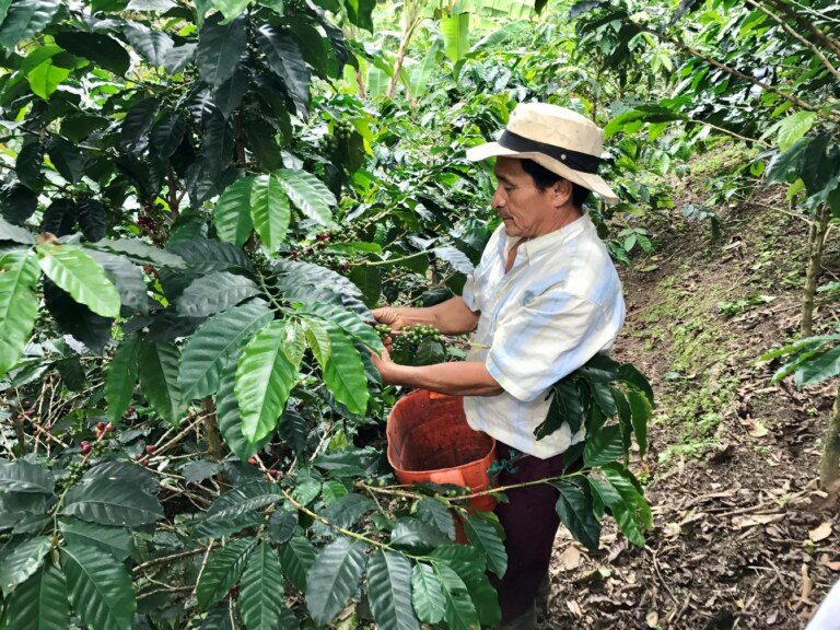 Coffee region Colombia
