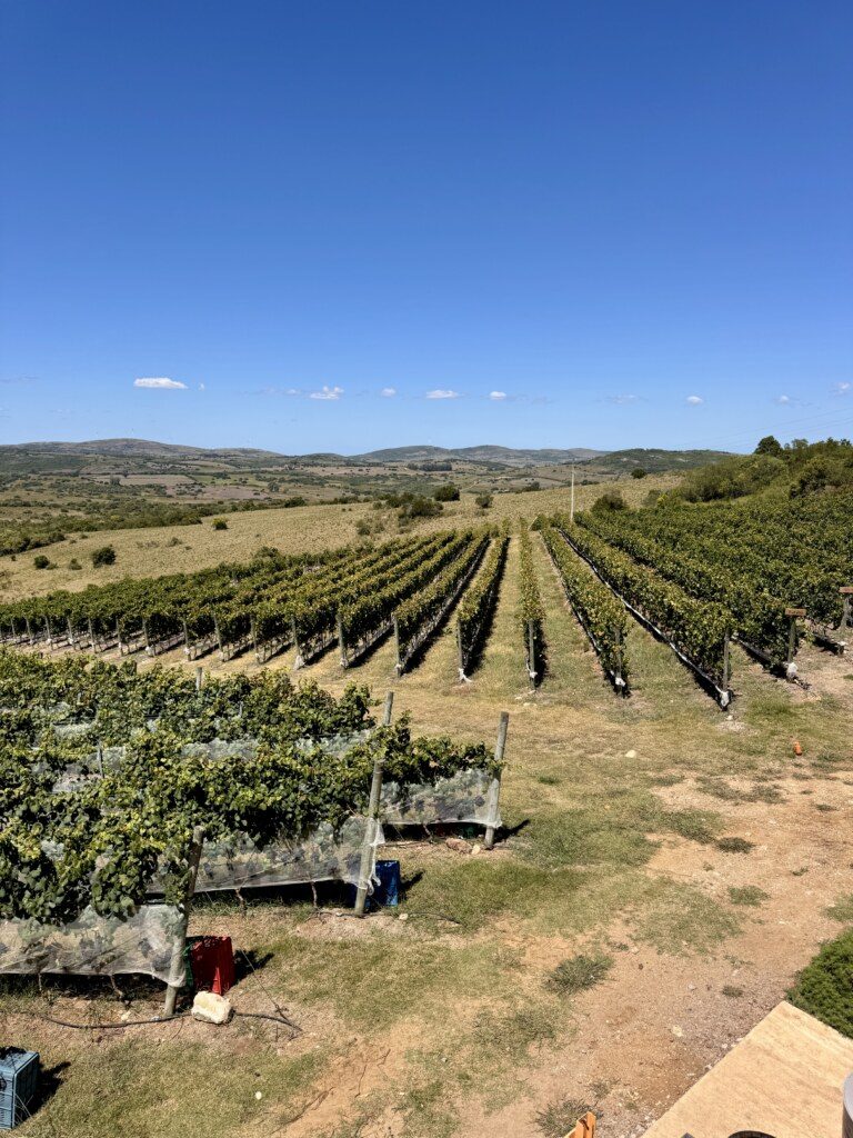 Cofradia de la Sierra Jose Ignacio 2