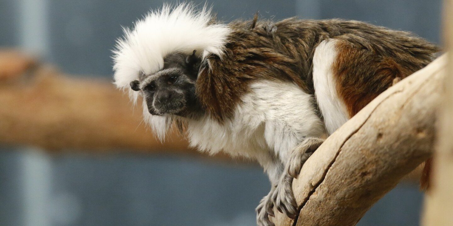 Colombia-CTG-El Ceibal-Cotton-top tamarin