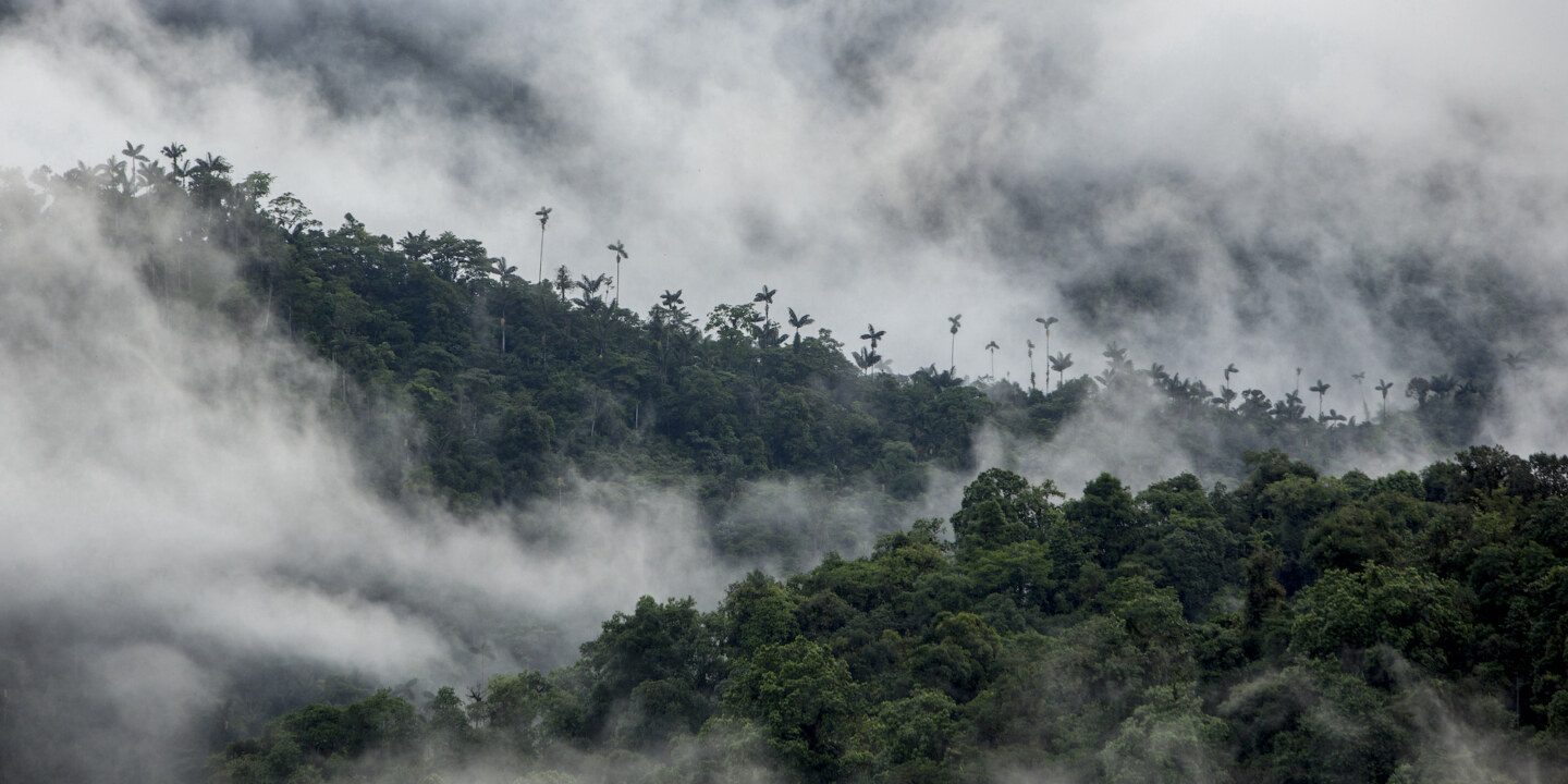 Ecuador-MashpiCK-Cloud Forest.jpg