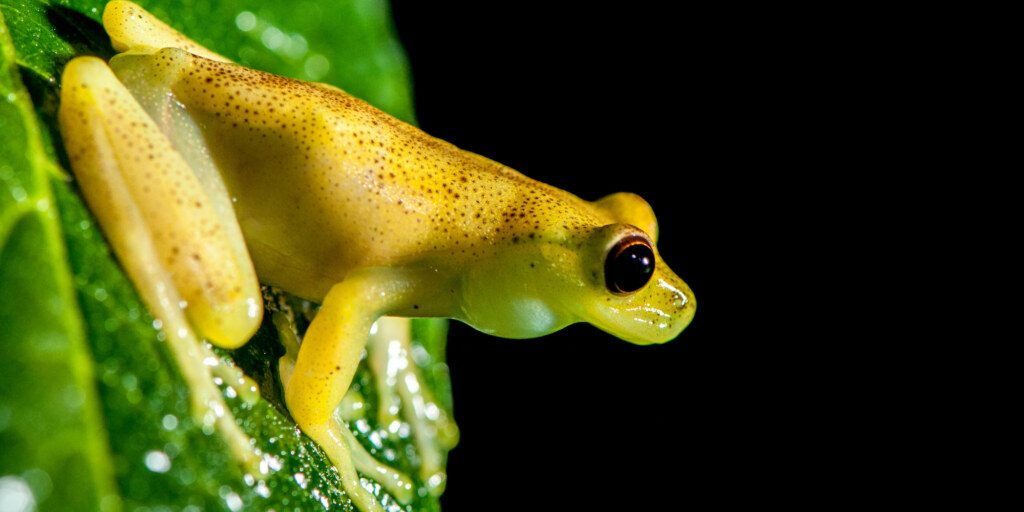 MashpiCK-Frog.jpg