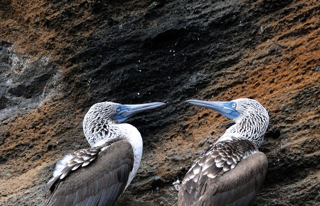 Galapagos-Blue footed booby pair