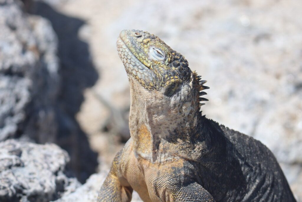 Galapagos-Iguana sunning.