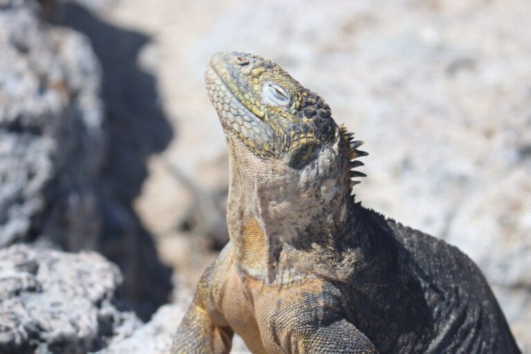 Galapagos-Iguana sunning.