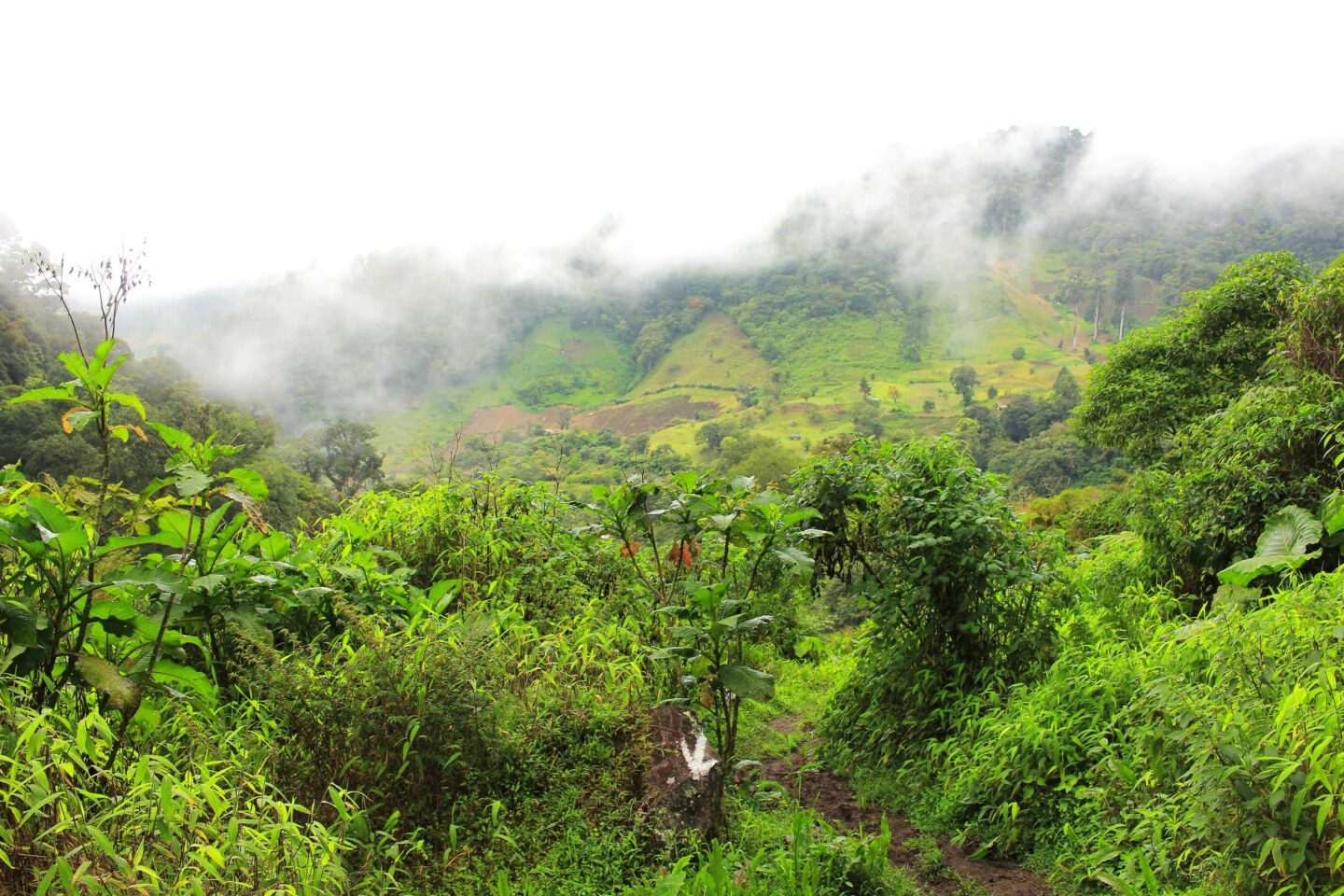 Boquete rainforest Panama