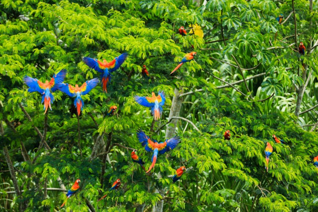 Peru Amazon