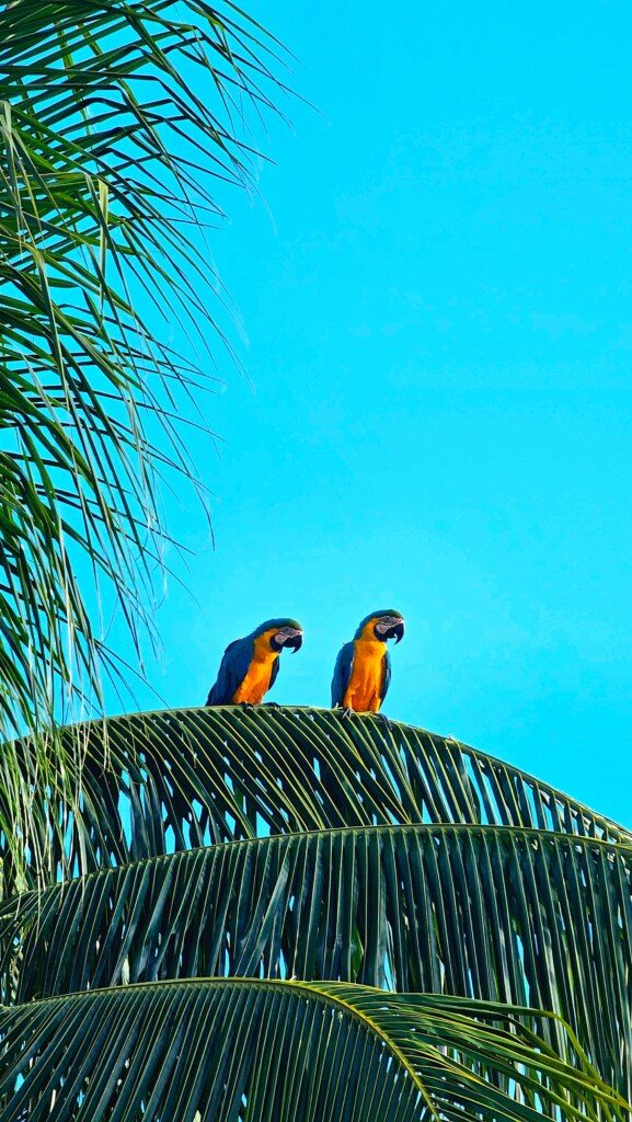 Brazil parrots