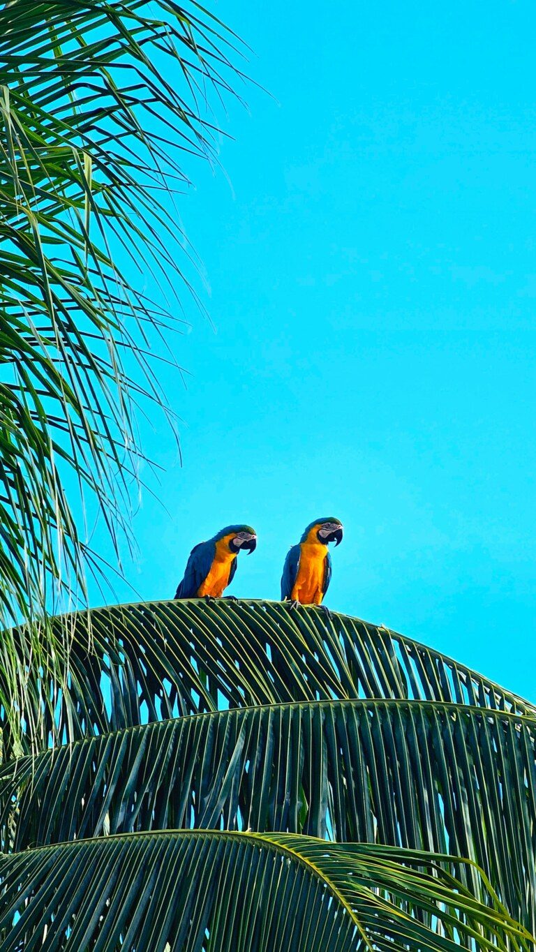 Brazil parrots