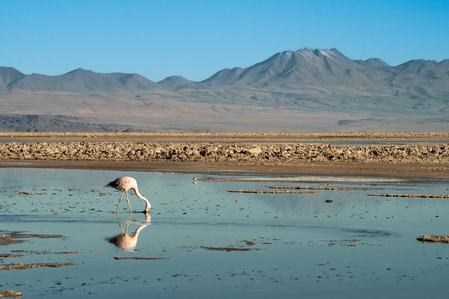 Atacama Awasi flamingo