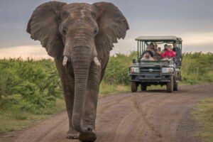 Exeter Safari Company