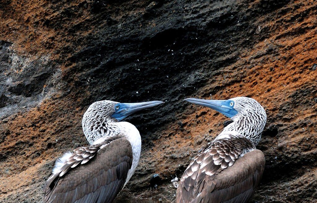 Galapagos-Blue footed booby pair