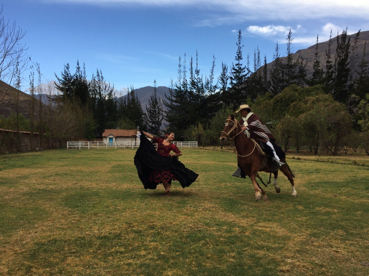 Paso Horse Essential Peru